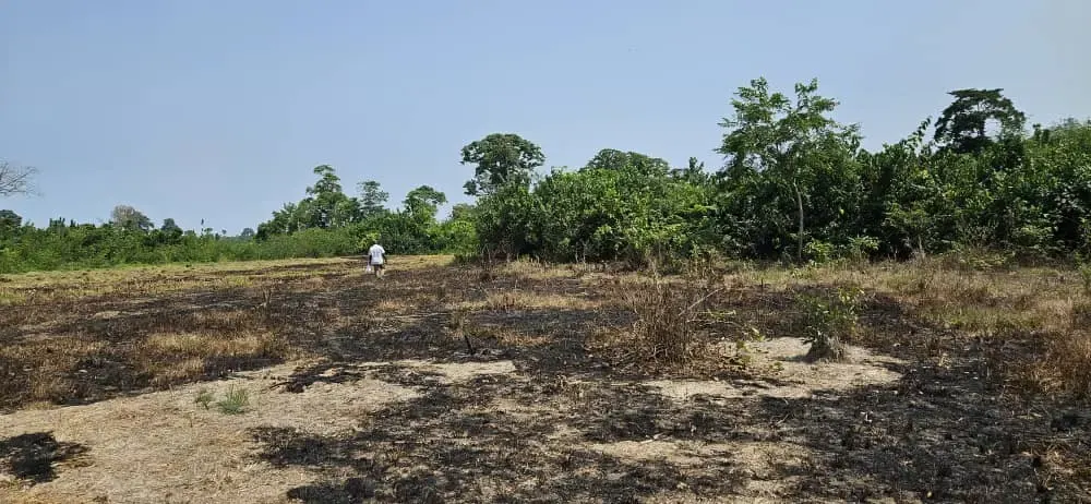 Terrain 14,75 hectares bord du Fleuve Sassandra avec vue île vierge — Sassandra
