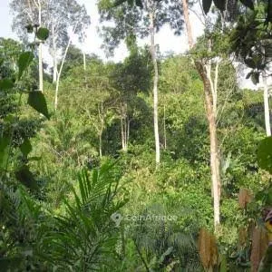 Terrain 4,5 hectares — Yakassé-Mé